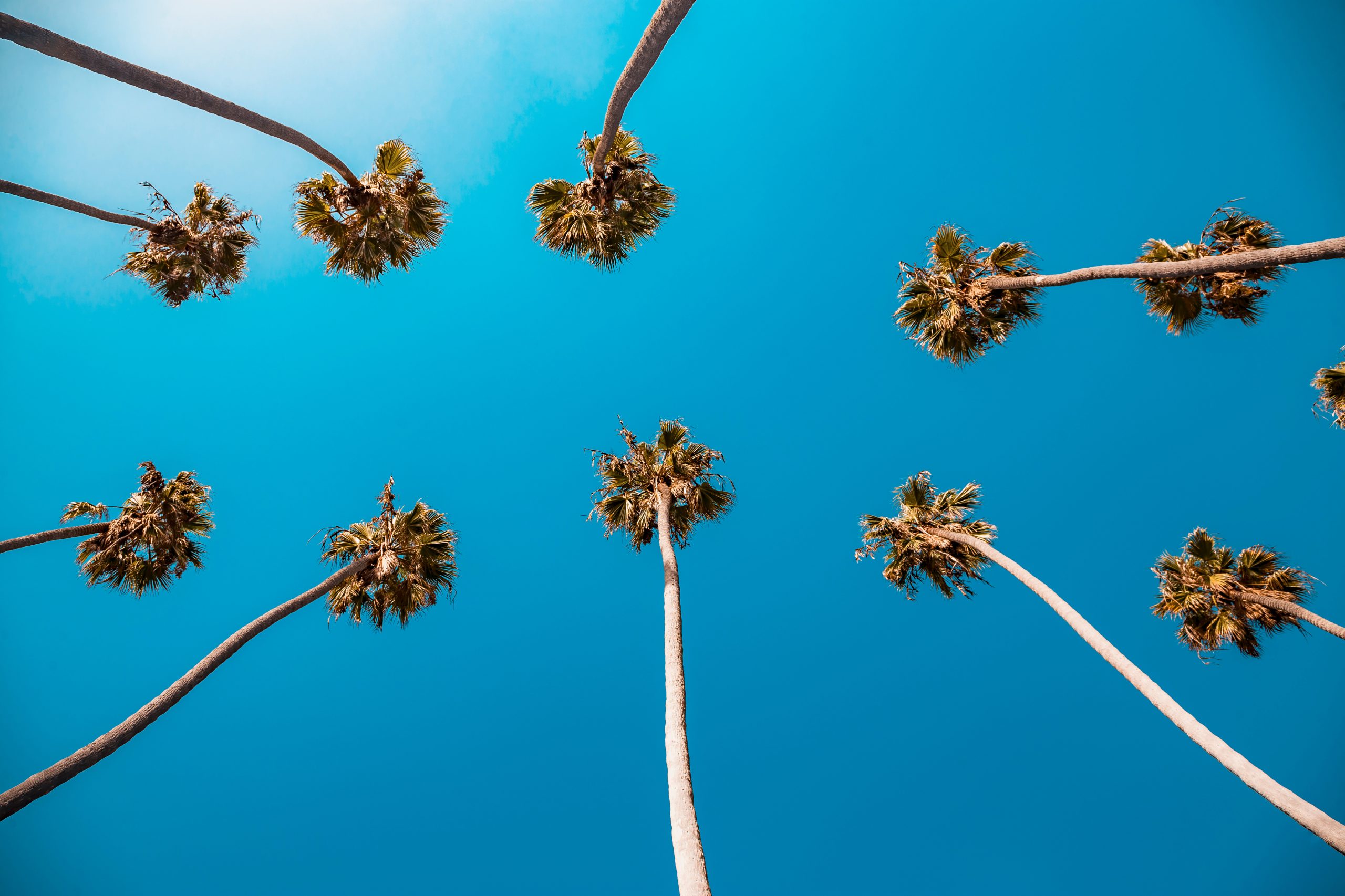 Palm trees in Beverly Hills, California